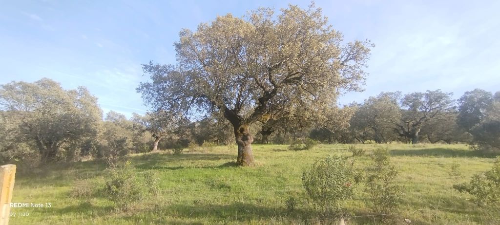Encinas